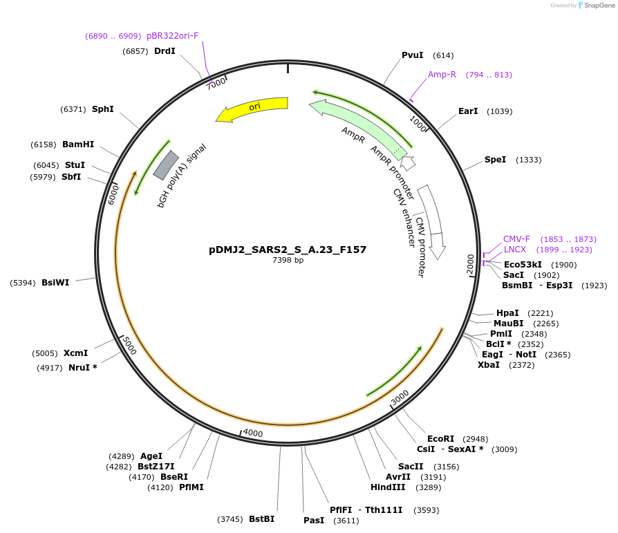 256987-plasmid-map-sequence-id-514180