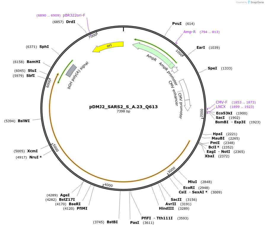 256989-plasmid-map-sequence-id-514182