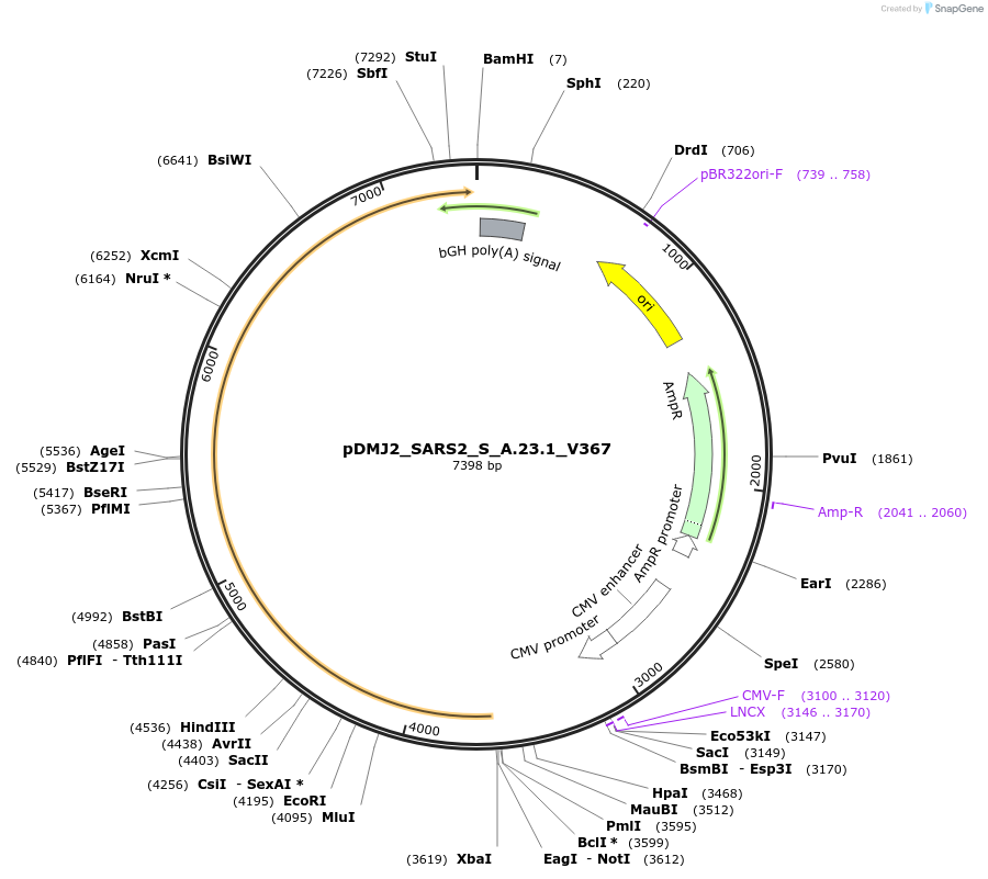 256993-plasmid-map-sequence-id-514186
