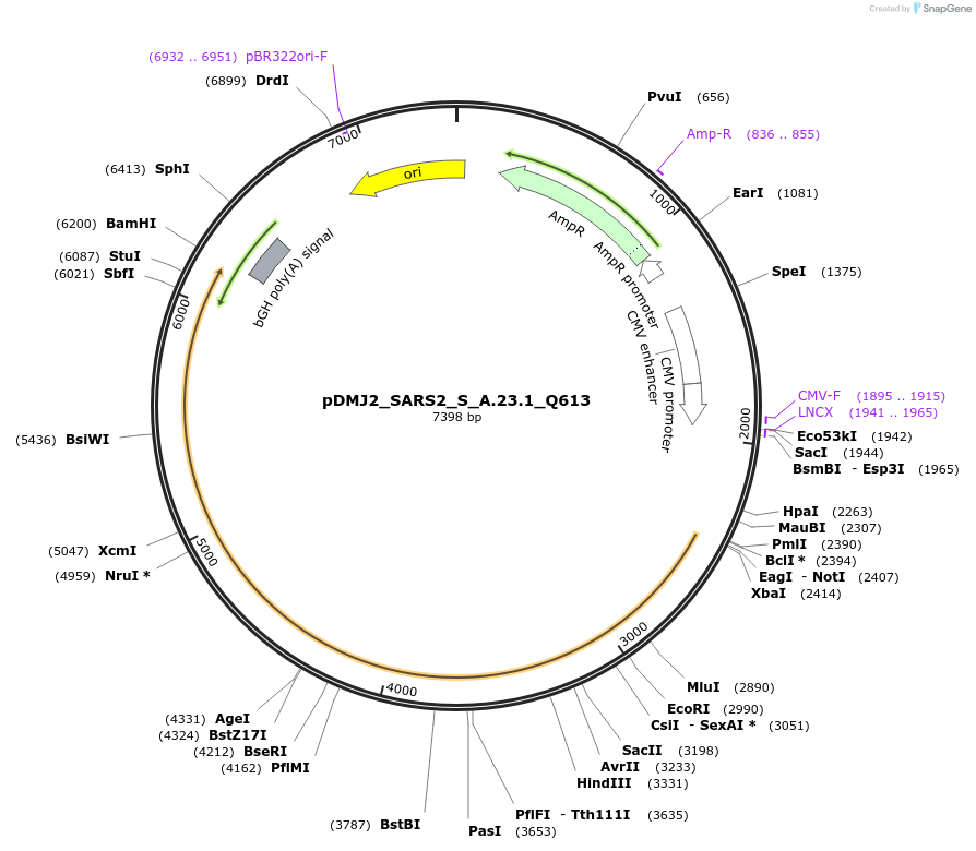 256994-plasmid-map-sequence-id-514187