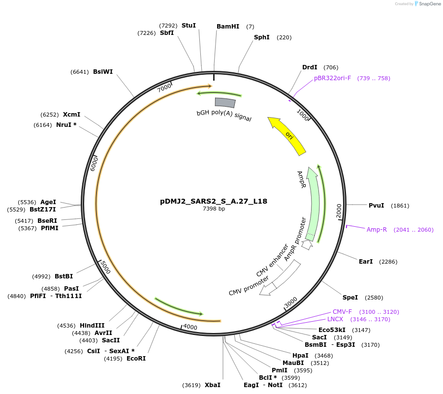 256997-plasmid-map-sequence-id-514190