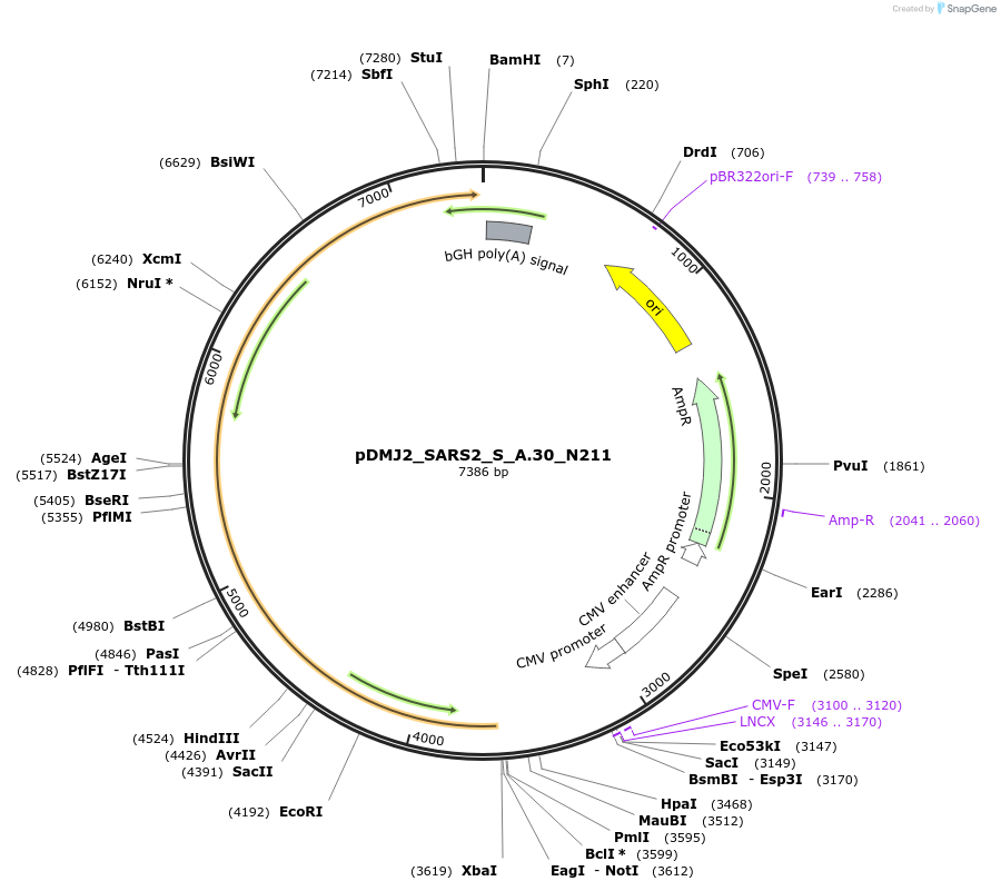 257008-plasmid-map-sequence-id-514200
