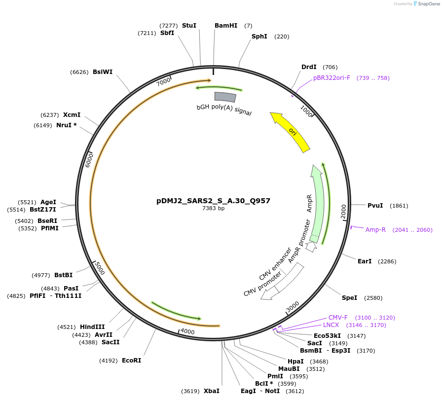 257018-plasmid-map-sequence-id-514210