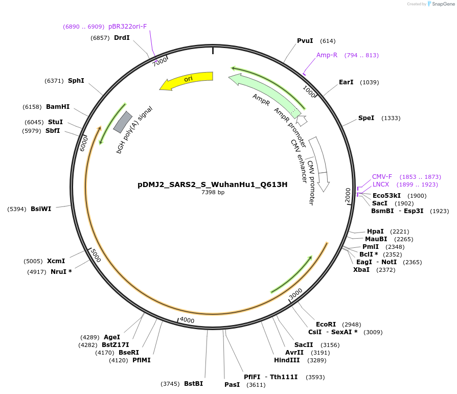 257019-plasmid-map-sequence-id-514211