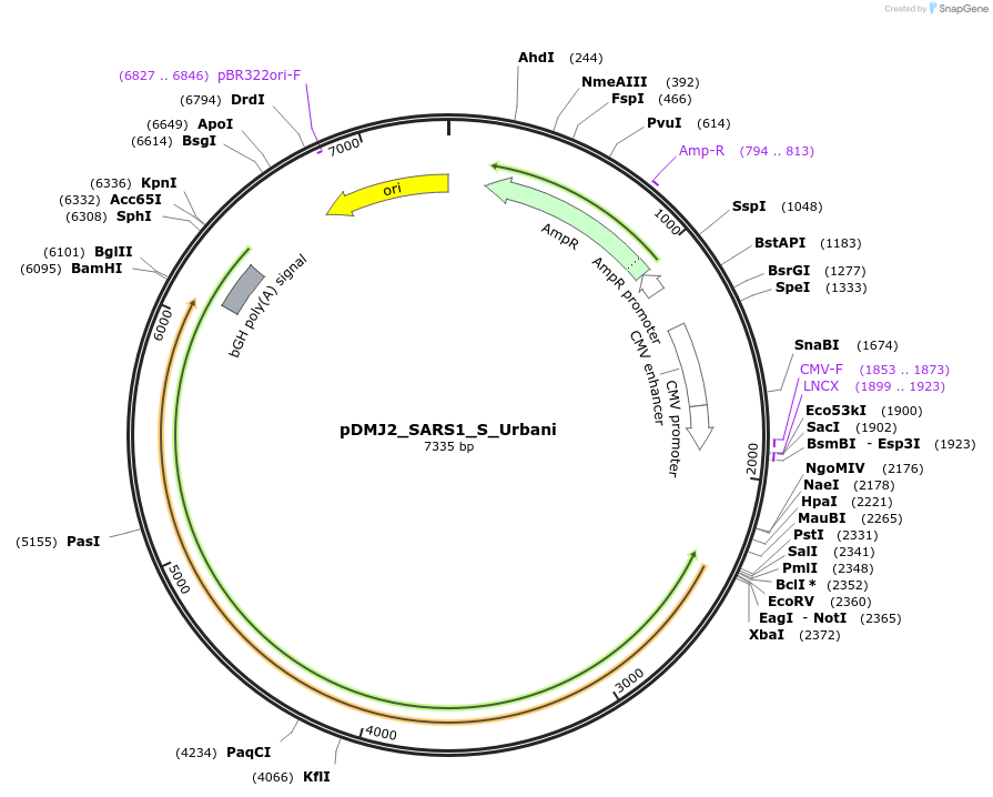 257040-plasmid-map-sequence-id-514227