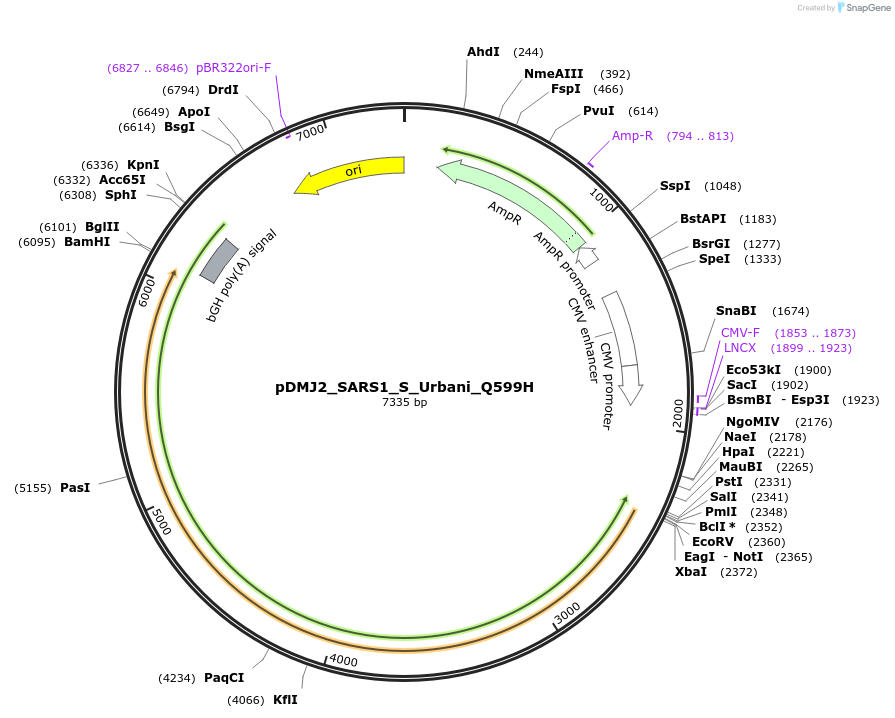 257041-plasmid-map-sequence-id-514228