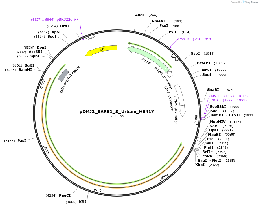 257043-plasmid-map-sequence-id-514230