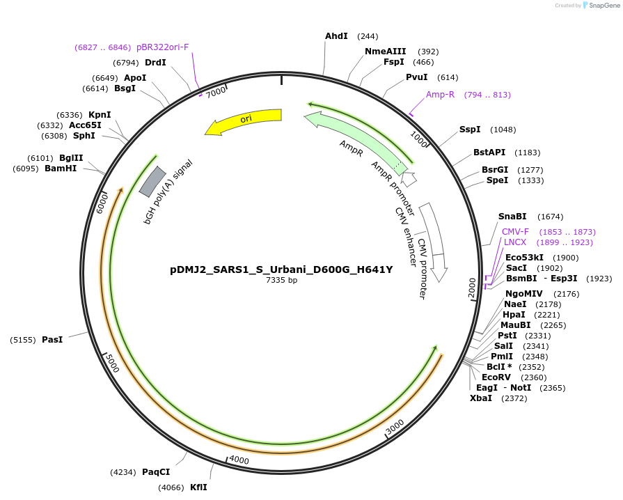 257044-plasmid-map-sequence-id-514231