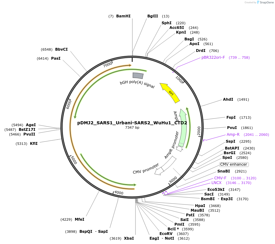 257103-plasmid-map-sequence-id-514244