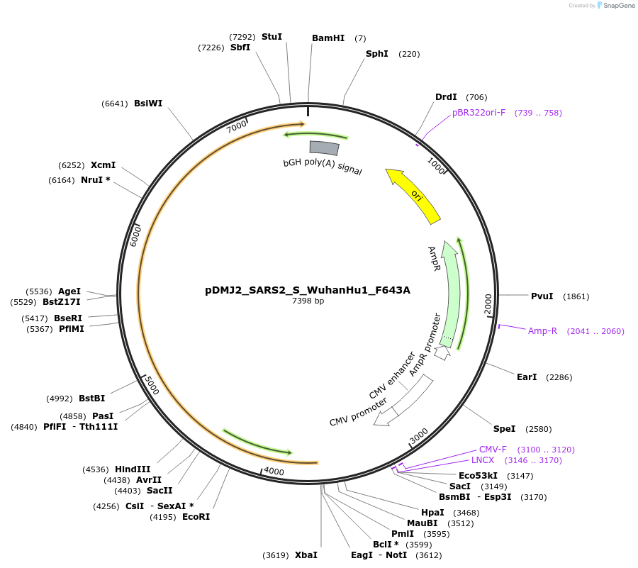 257093-plasmid-map-sequence-id-514253