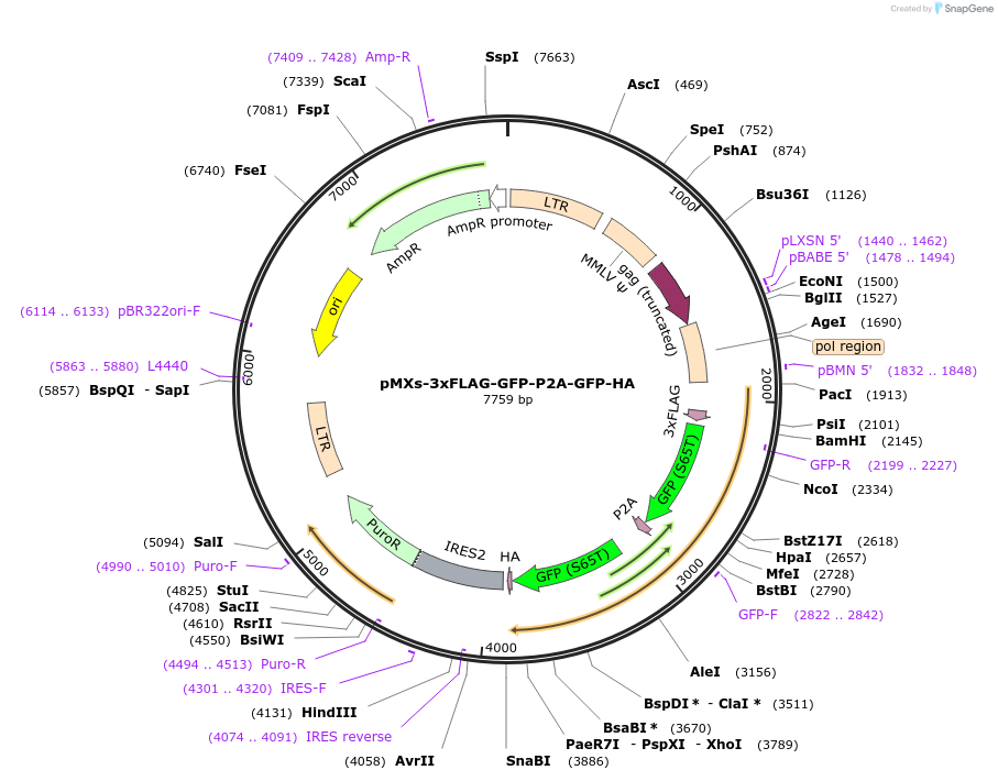 257555-plasmid-map-sequence-id-514262