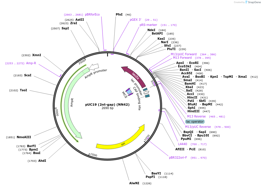 257523-plasmid-map-sequence-id-514270