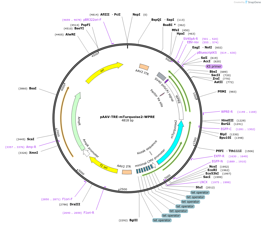 104110-plasmid-map-sequence-id-514276