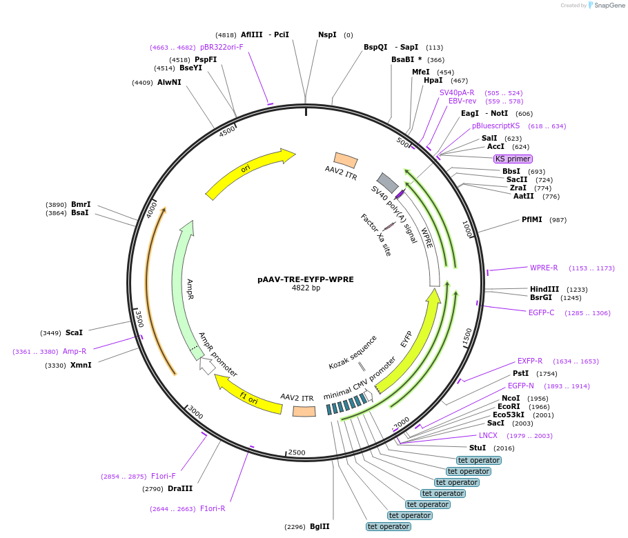 104111-plasmid-map-sequence-id-514279