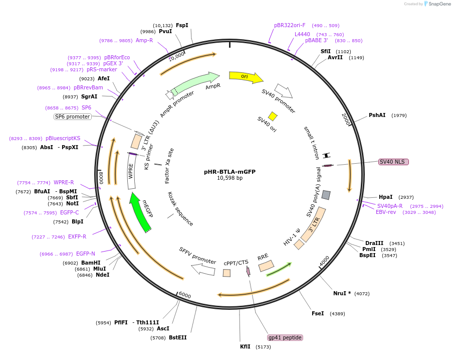 180791-plasmid-map-sequence-id-514280