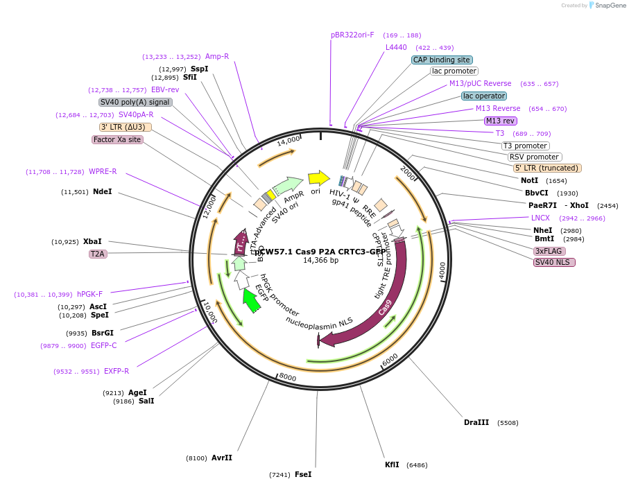196674-plasmid-map-sequence-id-514283