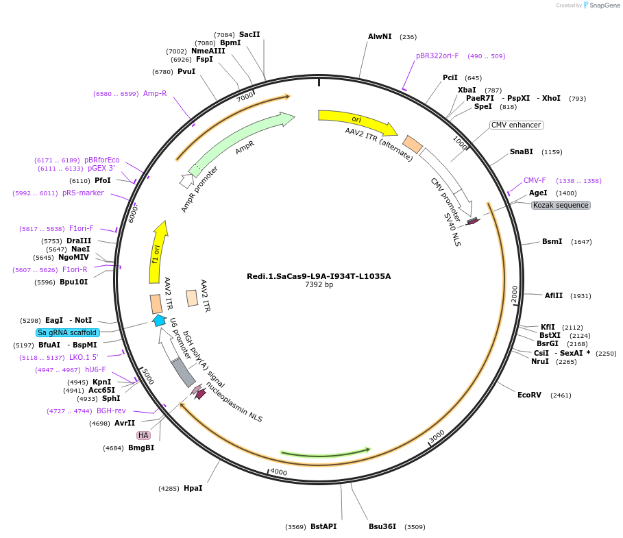 235230-plasmid-map-sequence-id-514285