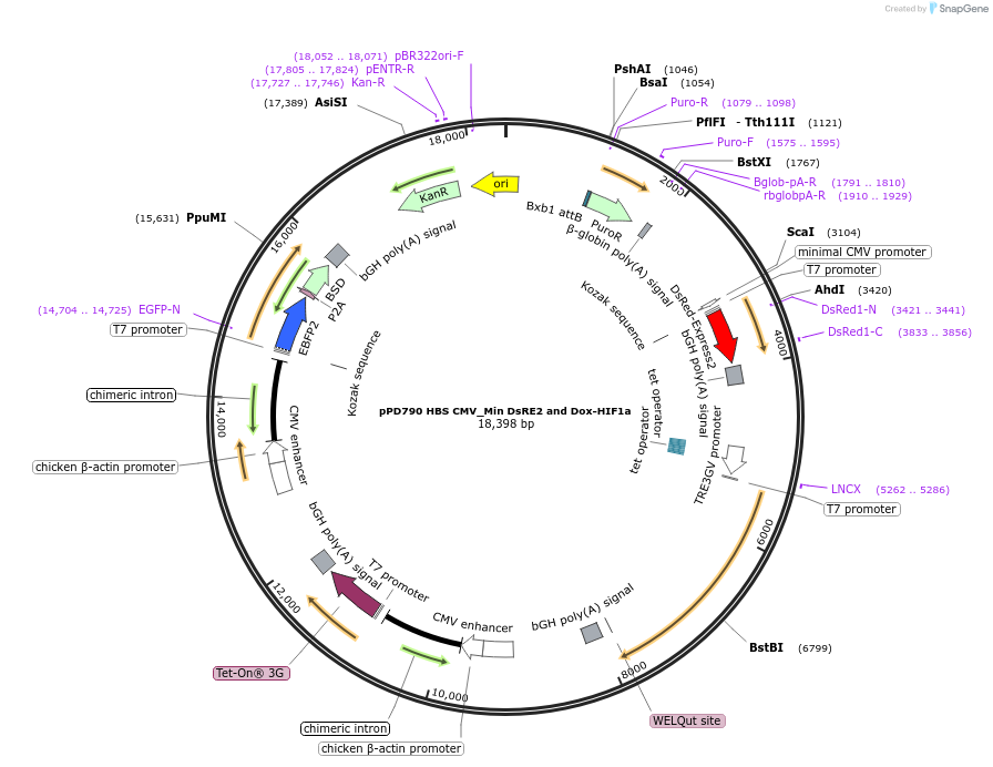 253879-plasmid-map-sequence-id-514326