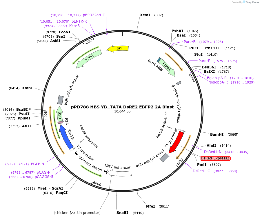 253878-plasmid-map-sequence-id-514327