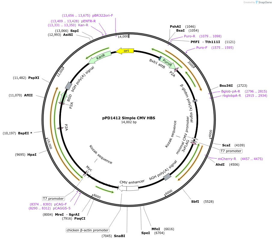 253895-plasmid-map-sequence-id-514329