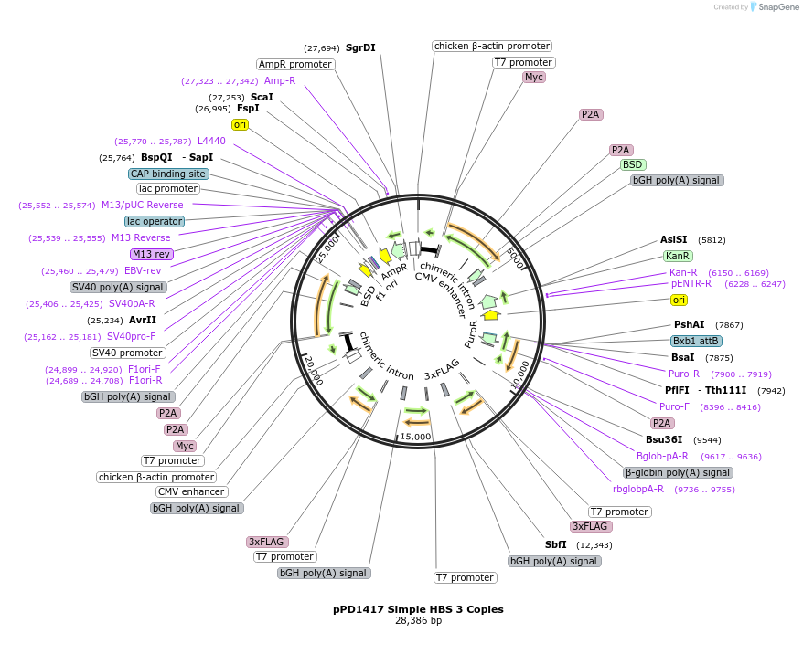 253897-plasmid-map-sequence-id-514330