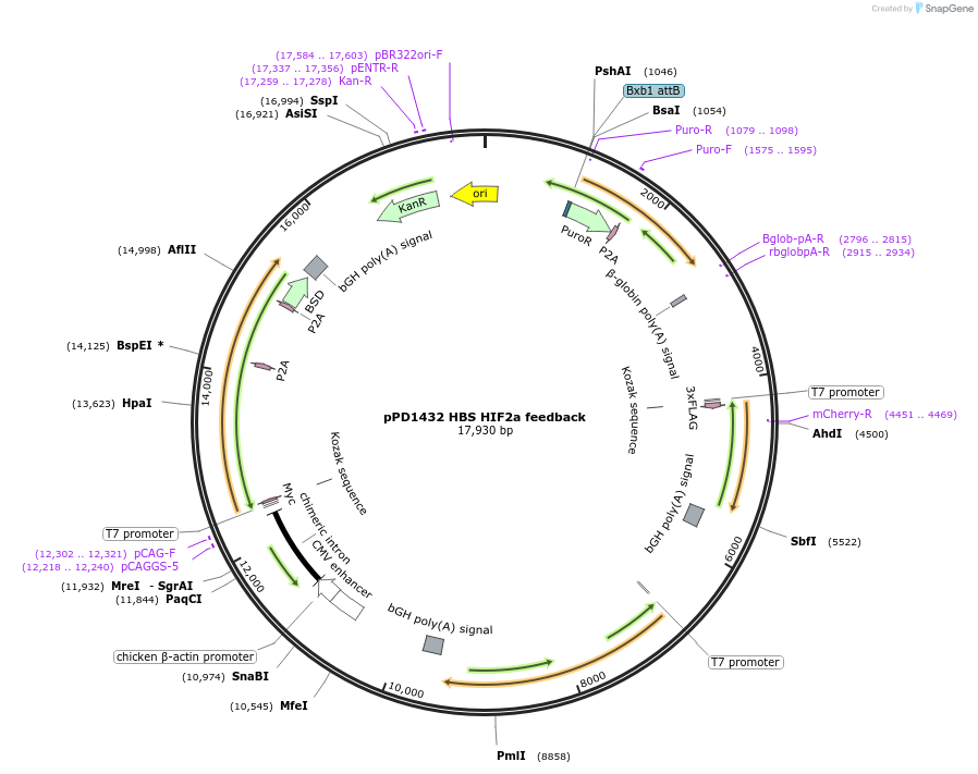 253900-plasmid-map-sequence-id-514331