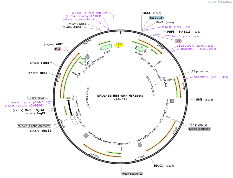 253901-plasmid-map-sequence-id-514333