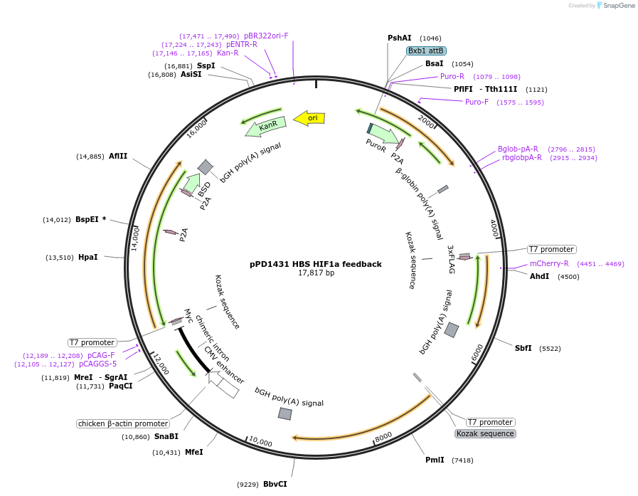 253899-plasmid-map-sequence-id-514335