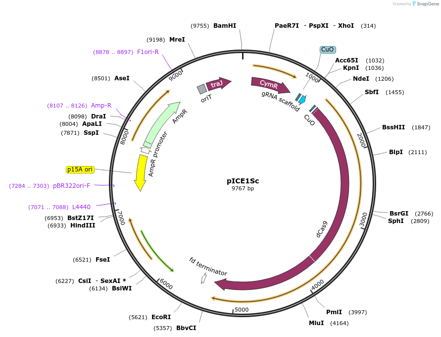 254930-plasmid-map-sequence-id-514401