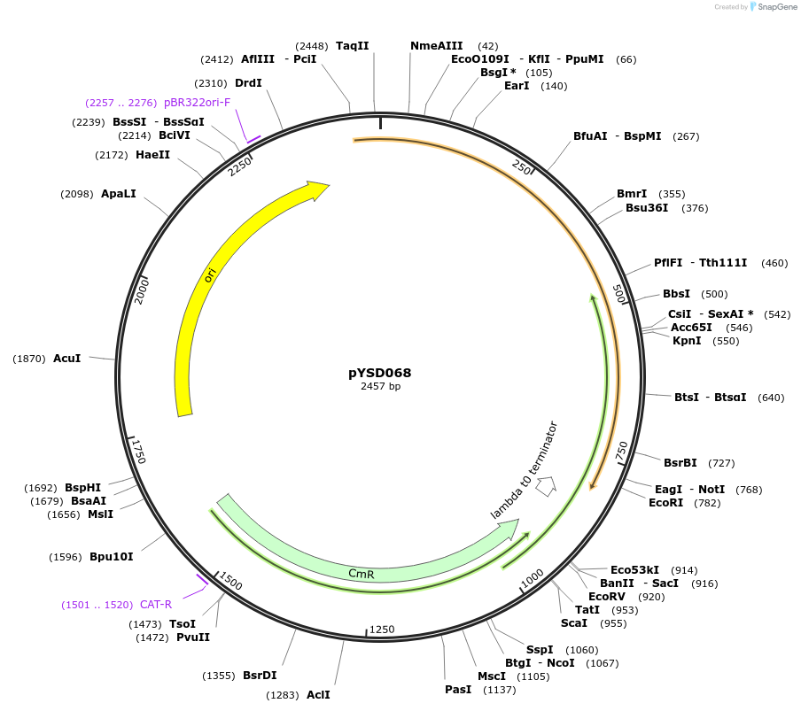 252972-plasmid-map-sequence-id-514468
