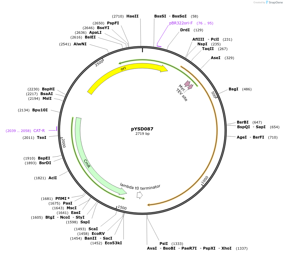 252977-plasmid-map-sequence-id-514471