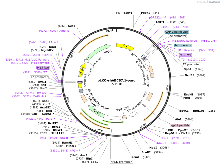 257591-plasmid-map-sequence-id-514496
