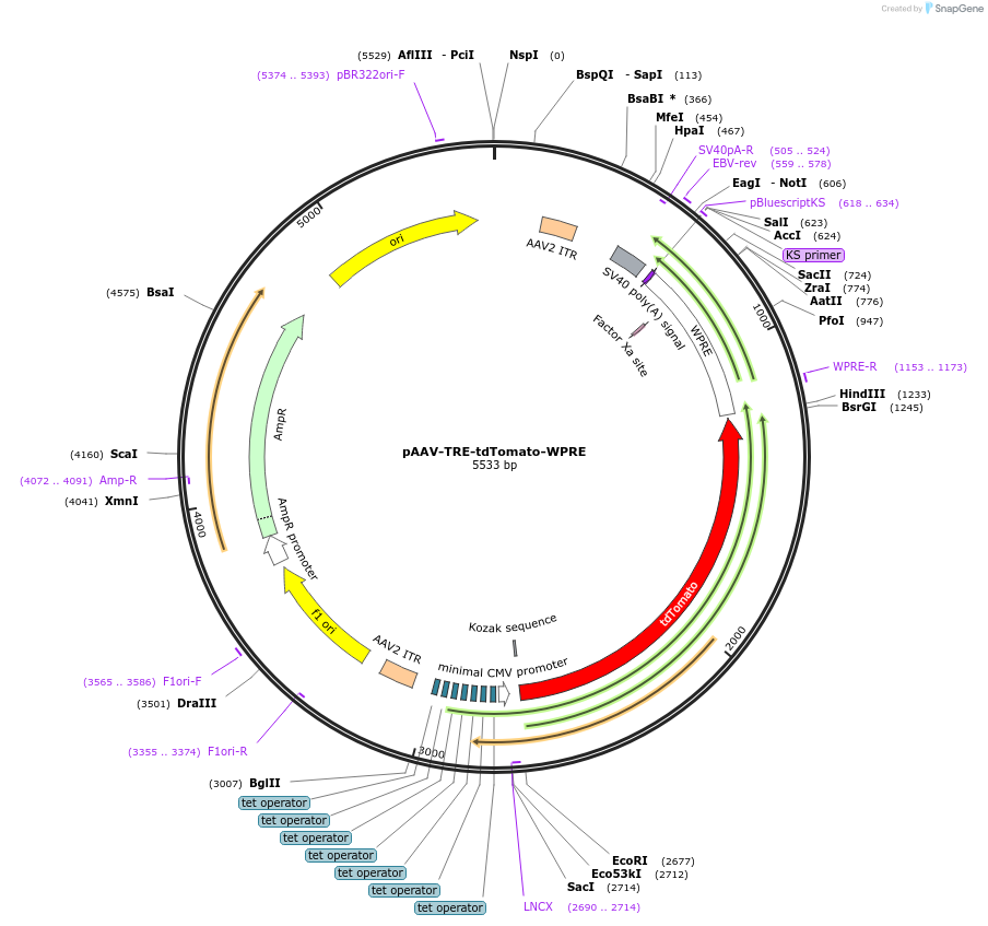 104112-plasmid-map-sequence-id-514568