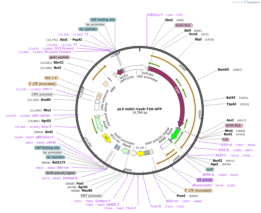 53190-plasmid-map-sequence-id-514569
