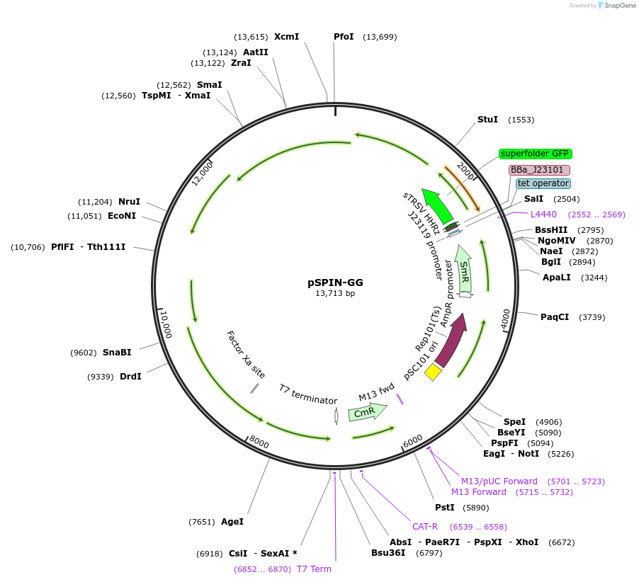 251750-plasmid-map-sequence-id-514588