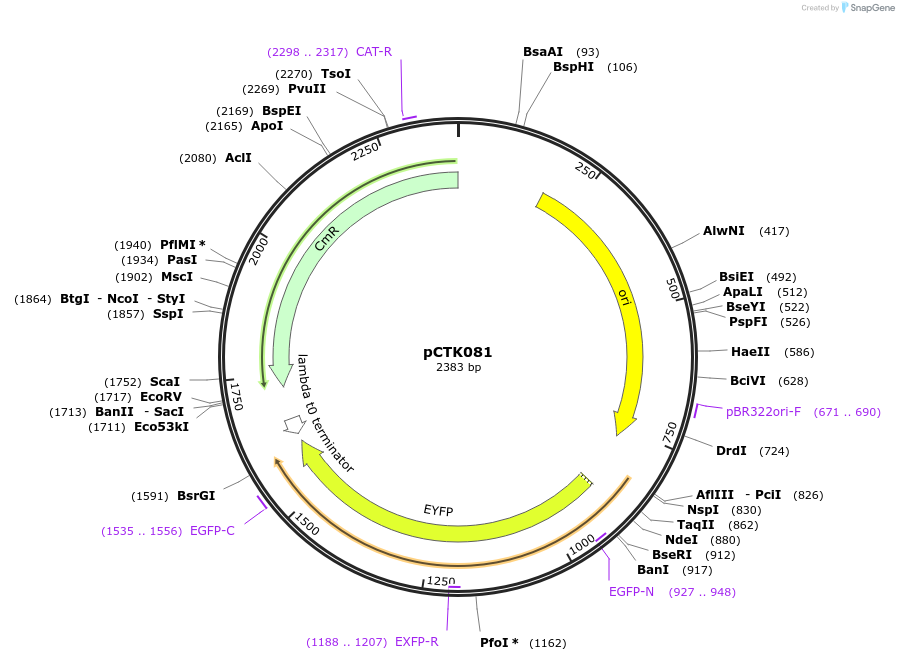 248444-plasmid-map-sequence-id-514605
