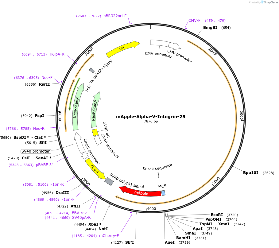 54866-plasmid-map-sequence-id-514621