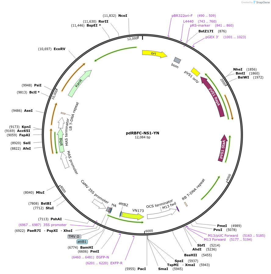 74723-plasmid-map-sequence-id-514627