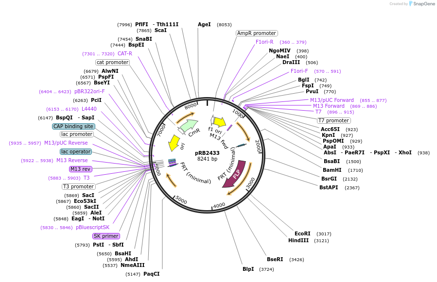 256747-plasmid-map-sequence-id-514728