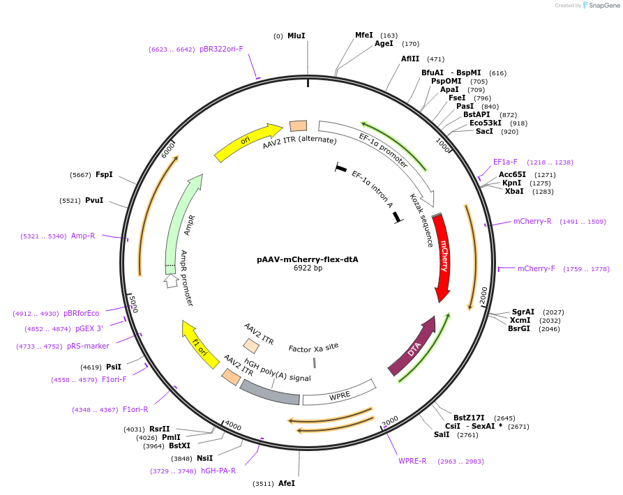 58536-plasmid-map-sequence-id-514730