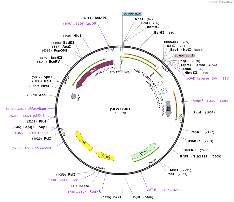258141-plasmid-map-sequence-id-514753