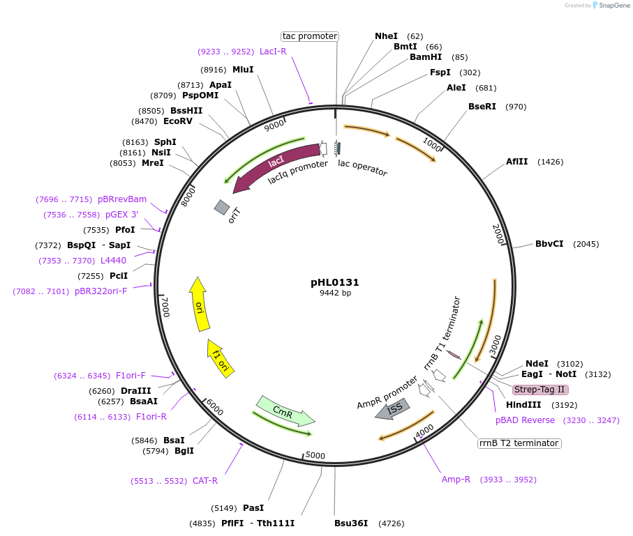 258143-plasmid-map-sequence-id-514755