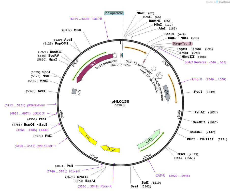 258142-plasmid-map-sequence-id-514757