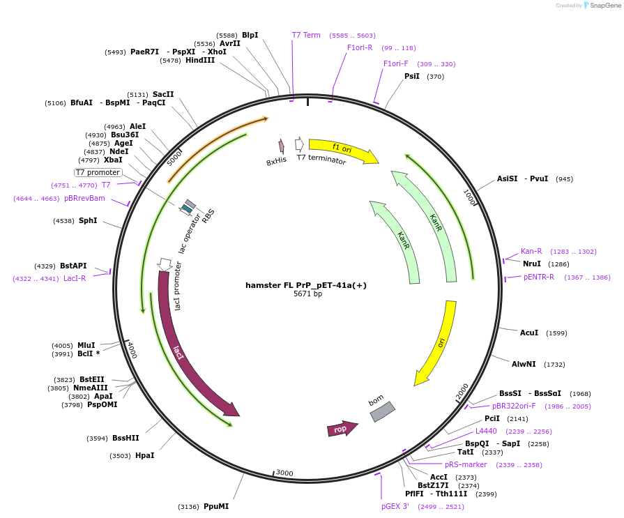 255046-plasmid-map-sequence-id-514760