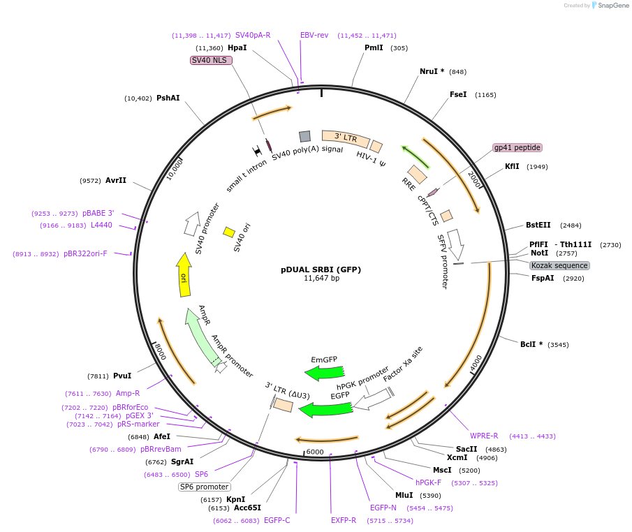 86979-plasmid-map-sequence-id-514761