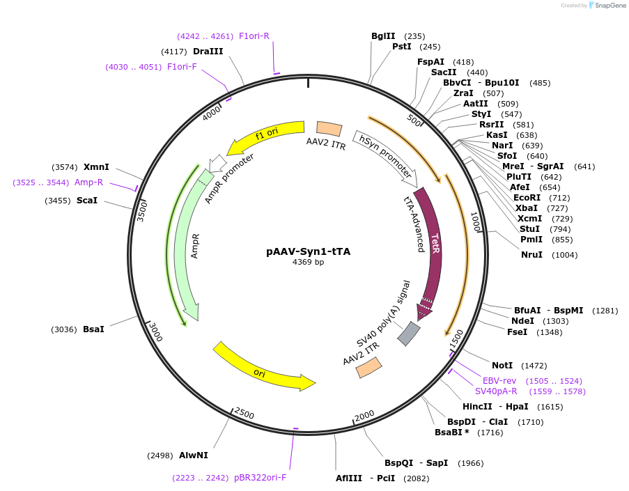 104109-plasmid-map-sequence-id-514762