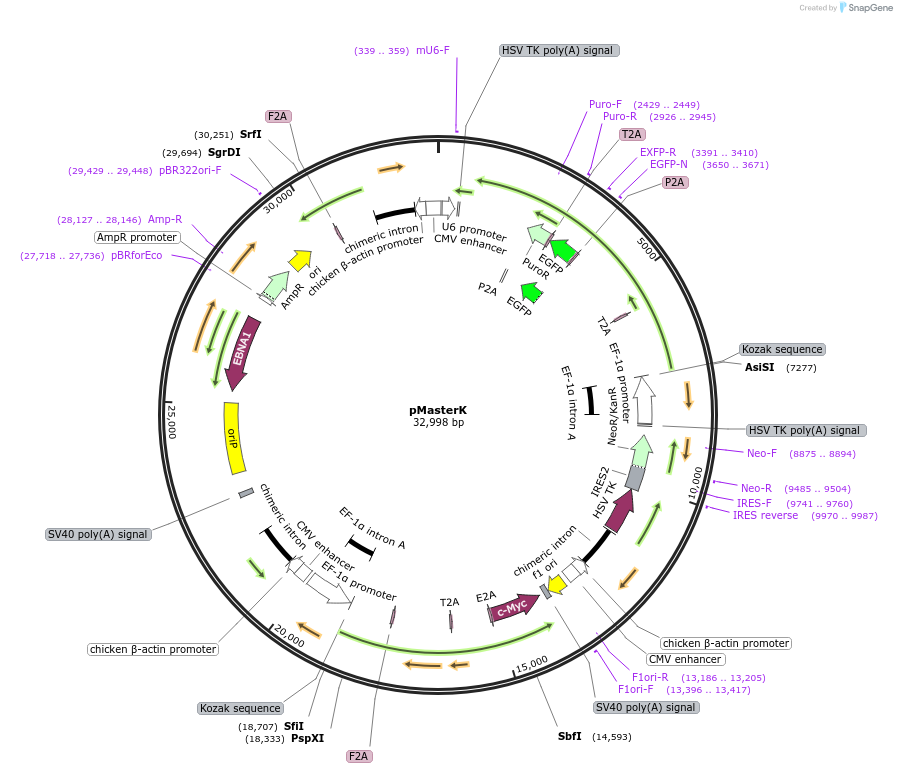 165081-plasmid-map-sequence-id-514763