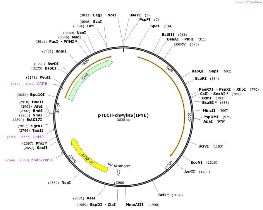 99222-plasmid-map-sequence-id-514764