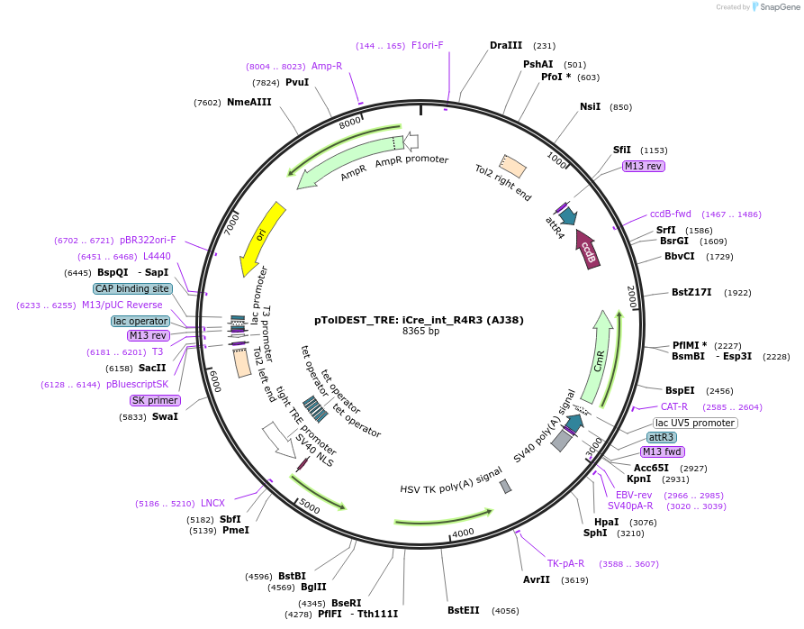 257881-plasmid-map-sequence-id-514830