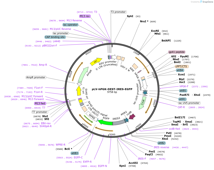 253774-plasmid-map-sequence-id-514840